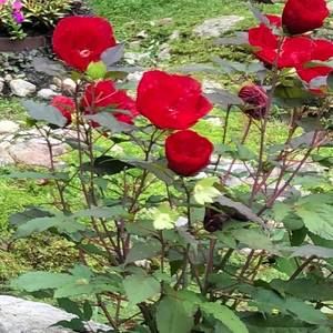 Meet your Posher, Sally